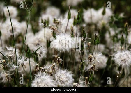 Dandelion in the forest Stock Photo