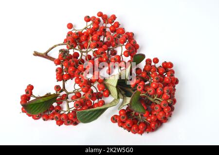 Cotoneaster fruit on a white background Stock Photo