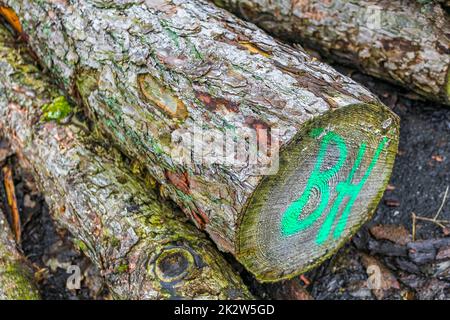 Sawed off and stacked logs tree trunks forest clearing Germany. Stock Photo
