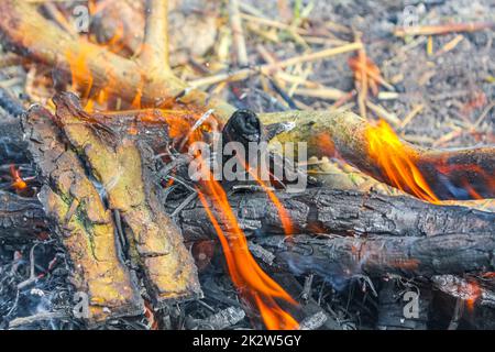 Campfire and burning wood with orange flames Germany. Stock Photo