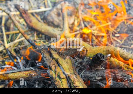 Campfire and burning wood with orange flames Germany. Stock Photo
