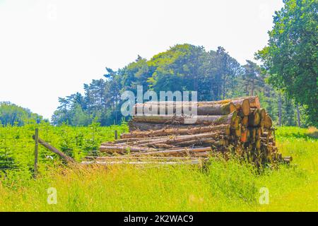 Sawed off and stacked logs tree trunks forest clearing Germany. Stock Photo
