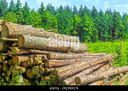 Sawed off and stacked logs tree trunks forest clearing Germany. Stock Photo