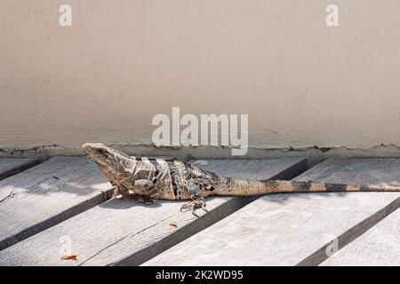 An iguana on a wooden floor in Mexico Stock Photo