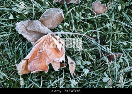 First autumn frost. Partially blurred background image of green grass and yellow fallen leaves covered with white frost. Morning green icy plant Stock Photo