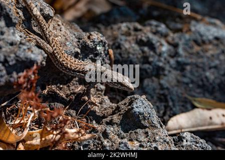 Close-up of Sicilian wall lizard crawling on rocks during sunny day Stock Photo