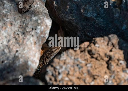 View of Sicilian wall lizard peeking through rocks on sunny day Stock Photo