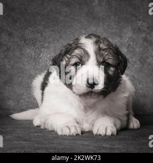 cute puppy pet portrait Stock Photo