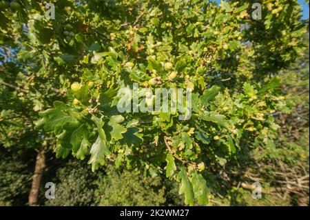 Abundant acorns on Pedunculate oak tree, Carmarthenshire, Wales, UK Stock Photo