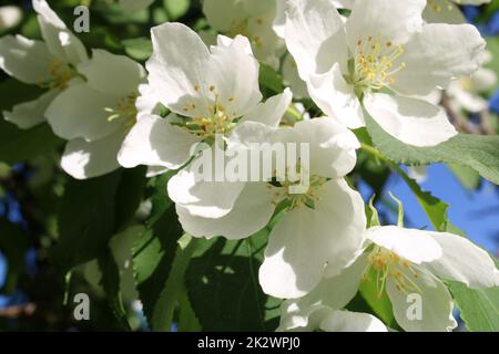 Close-up of apple blossoms Stock Photo