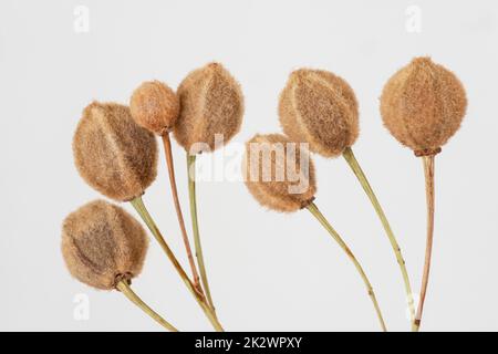 Dried linden seeds on a light grey background Stock Photo