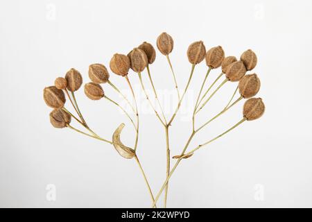 Dried linden seeds on a light grey background Stock Photo