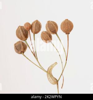 Dried linden seeds on a light grey background Stock Photo