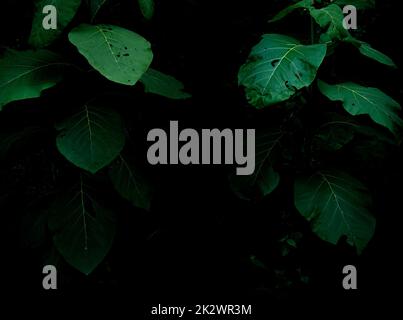 Tropical rainforest foliage plants bushes on dark background Stock Photo