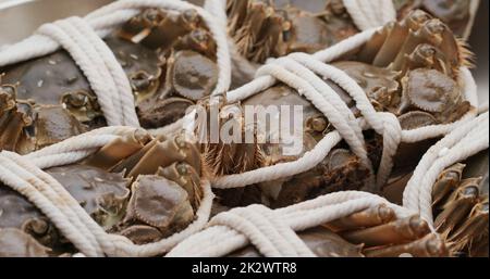 Fresh raw Chinese mitten crab Stock Photo