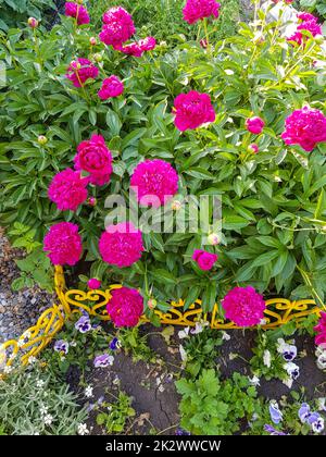 Pink flowers of peonies blooming on a bush in the garden, vertical photo Stock Photo