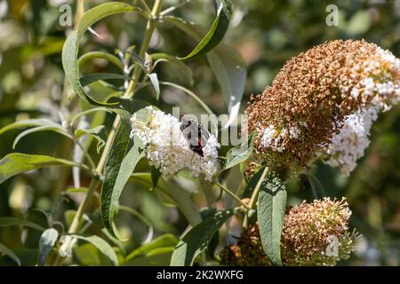 A butterfly, peacock butterfly, sits on a lilac and enjoys the sun.. Stock Photo