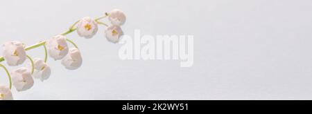 lilies of the valley background. elegant background with flowers on a light blue background Stock Photo