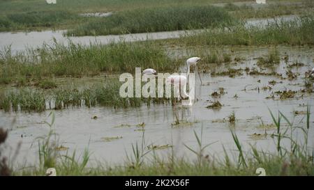 Pink flamingo fishing in a green swamp. Migration Red flamingo birds feeding in marsh land. Stock Photo