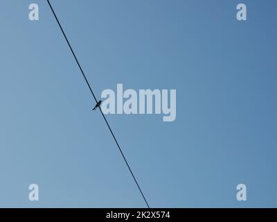 One single barn swallow (Hirundo rustica) on a power line Stock Photo