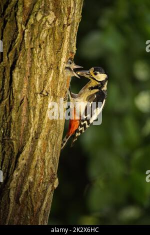 Great spotted woodpecker feeding a young chick in nesting cavity Stock Photo