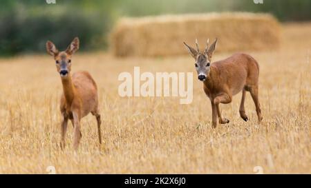 Roe deer buck following a doe on a stubble field in rutting season. Stock Photo