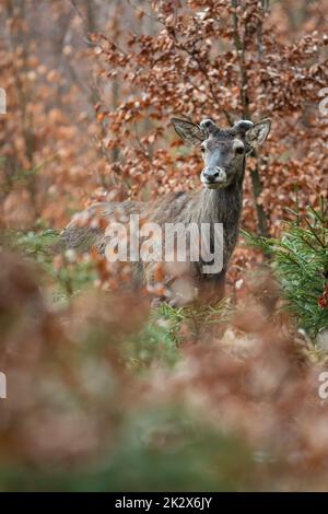 Red deer stag hiding in a beech thicket with new antlers growing Stock Photo