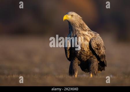 Adult white-tailed eagle sitting on the ground in the autumn at sunrise Stock Photo