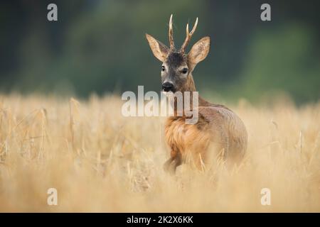 Roe deer buck standing in a dry yellow grain field looking back Stock Photo