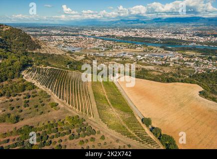 Panoramic aerial photo of the ripening grape fields during the summer season. White grape intended for wine. A few weeks before harvest. Grape fields Stock Photo