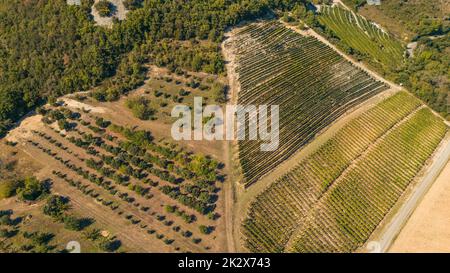 Panoramic aerial photo of the ripening grape fields during the summer season. White grape intended for wine. A few weeks before harvest. Grape fields Stock Photo