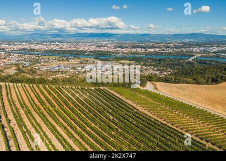 Panoramic aerial photo of the ripening grape fields during the summer season. White grape intended for wine. A few weeks before harvest. Grape fields Stock Photo