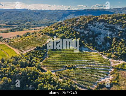 Panoramic aerial photo of the ripening grape fields during the summer season. White grape intended for wine. A few weeks before harvest. Grape fields Stock Photo