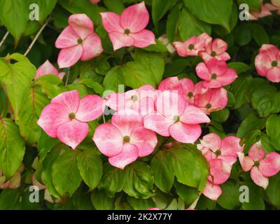 Pink flowers on a dogwood shrub, Cornus kousa Miss Satomi Stock Photo