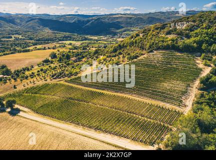 Panoramic aerial photo of the ripening grape fields during the summer season. White grape intended for wine. A few weeks before harvest. Grape fields Stock Photo