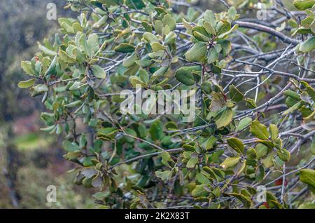 Detail of holm oak branches Stock Photo