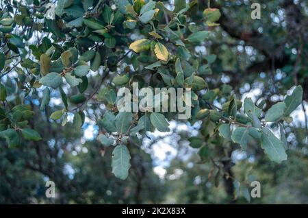 Detail of holm oak branches Stock Photo