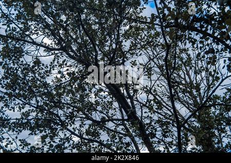 Detail of holm oak branches Stock Photo