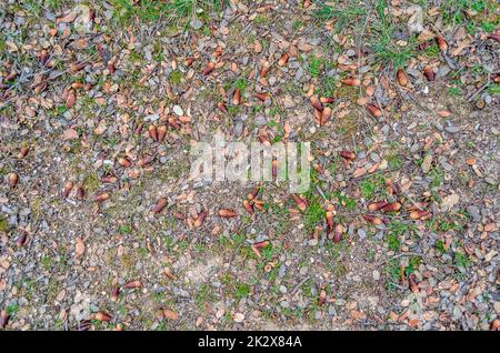 Oak acorns on the ground Stock Photo