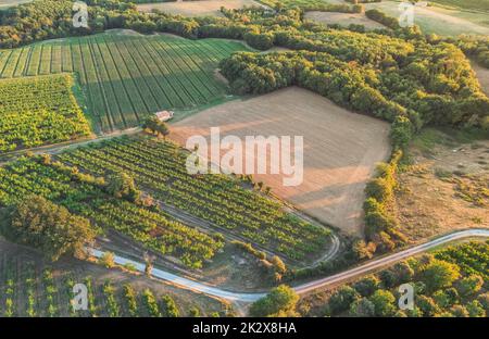 Panoramic aerial photo of the ripening grape fields during the summer season. White grape intended for wine. A few weeks before harvest. Grape fields Stock Photo