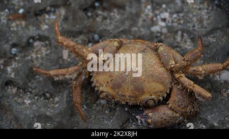 A dead  crab on the rocks of the  shore of the Mediterranean Sea Stock Photo