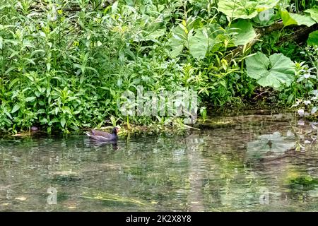 Eurasian common moorhen (Gallinula chloropus) swimming in River Coln - Bibury, Gloucestershire, United Kingdom Stock Photo