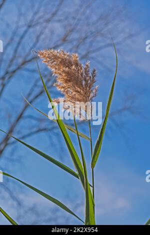 Indiangrass Against a Blue Sky Stock Photo