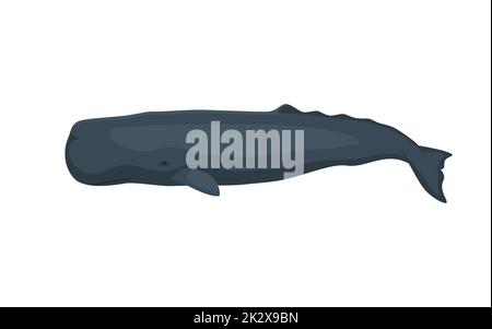 Large sperm whale. Vector illustration of a large sperm whale, cachalot isolated on white. Flat design, side view. Stock Vector