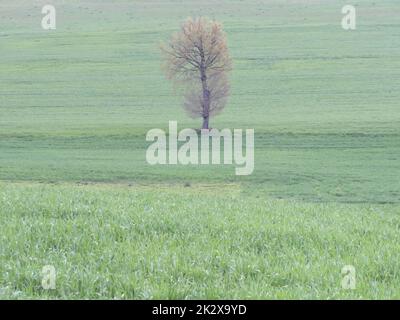 beautiful landscape with natural trees green rustic field Stock Photo