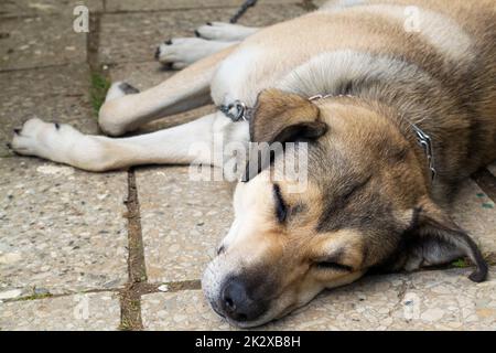Stray dogs sleeping on the street, close up portrait Stock Photo
