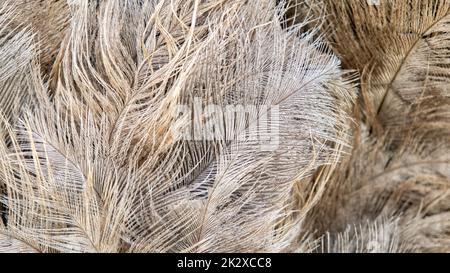 Brown ostrich feathers as an abstract background Stock Photo