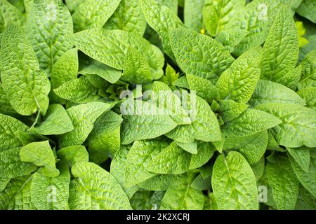 Thickets of green plants in forest. Lots of sheets. Stock Photo