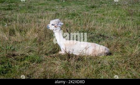 Cute adult llama alpaca lying on green grass and looking around. Stock Photo