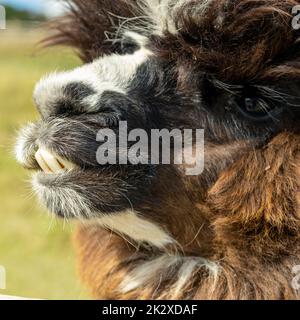 the face of a very cute brown alpaca in the Latvian mini zoo. Selective focus on the alpaca's face. Stock Photo
